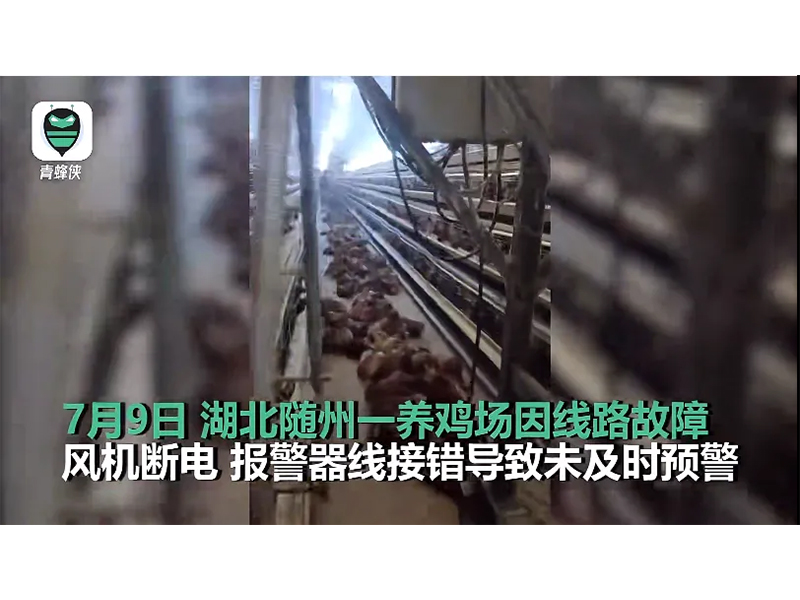 4000只雞被熱死！湖北養(yǎng)雞場(chǎng)停電故障給我們的啟示