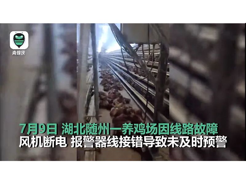 4000只雞被熱死！湖北養(yǎng)雞場(chǎng)停電故障給我們的啟示